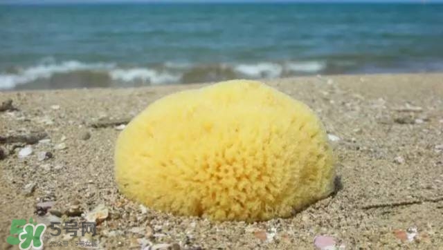 Rosenfeld海綿好用嗎？Rosenfeld海綿怎么樣？