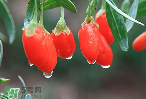 青海和寧夏枸杞哪個(gè)好？青海枸杞和寧夏枸杞的區(qū)別