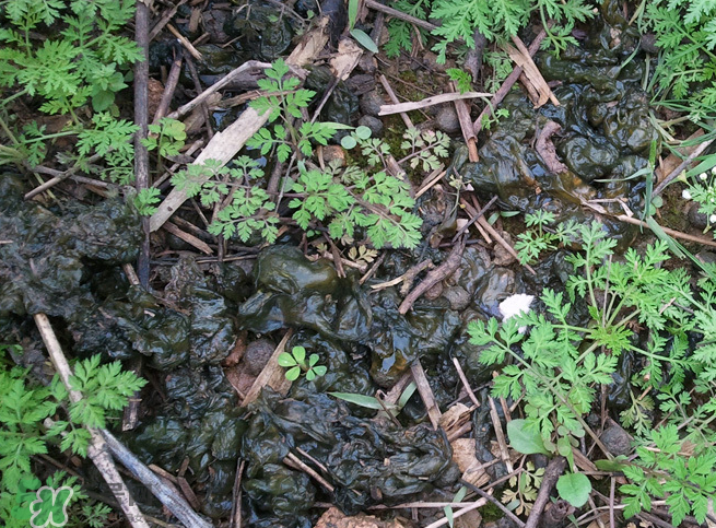 孕婦能吃地耳菜嗎？寶寶能吃地耳菜嗎？