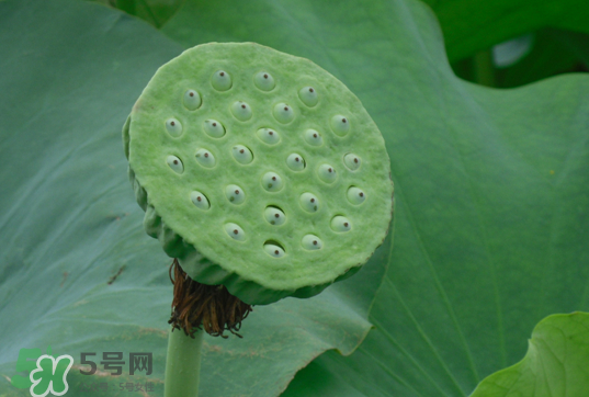 蓮蓬和蓮藕一樣嗎？蓮蓬和蓮藕的區(qū)別