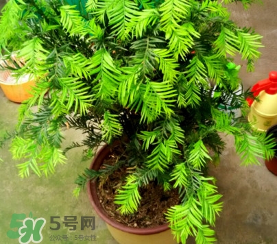 紅豆杉怎么養(yǎng)植？紅豆杉的養(yǎng)殖方法和注意事項(xiàng)