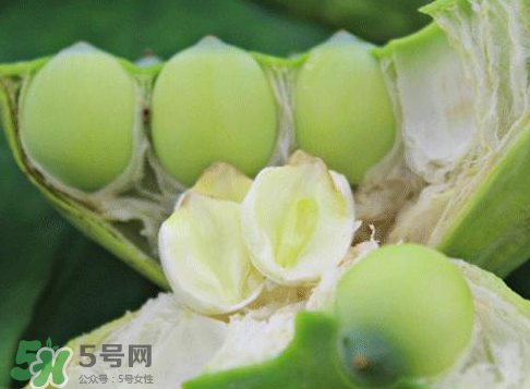 新鮮蓮蓬怎么吃？新鮮蓮蓬的吃法