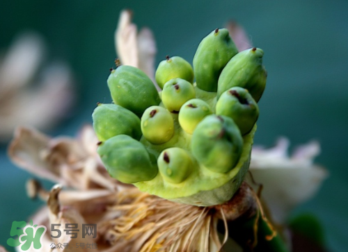 新鮮蓮蓬孕婦能吃嗎？孕婦可以吃新鮮蓮蓬嗎？