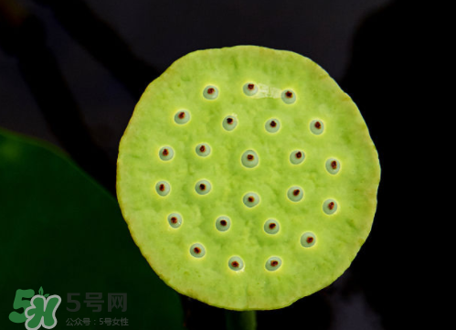 新鮮蓮蓬孕婦能吃嗎？孕婦可以吃新鮮蓮蓬嗎？