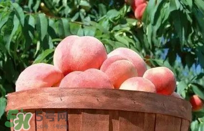 脆桃和軟桃哪個(gè)好吃？脆桃跟軟桃有什么區(qū)別？