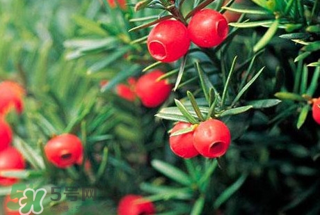 紅豆杉的果實(shí)能吃嗎？紅豆杉都有那些品種？