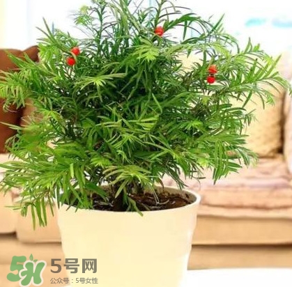 紅豆杉是什么？紅豆杉是裸子植物還是被子植物