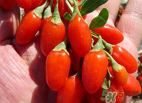 如何辨別枸杞是否新鮮？鮮枸杞可以直接食用嗎