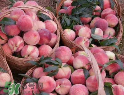 脆桃和軟桃哪個(gè)好吃？脆桃跟軟桃有什么區(qū)別？