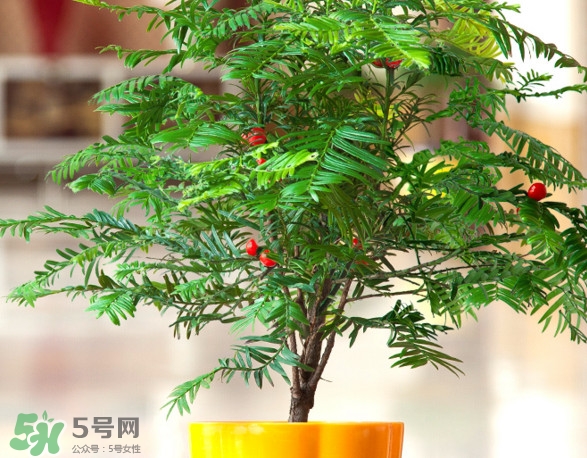紅豆杉怎么養(yǎng)植？紅豆杉的養(yǎng)殖方法和注意事項(xiàng)