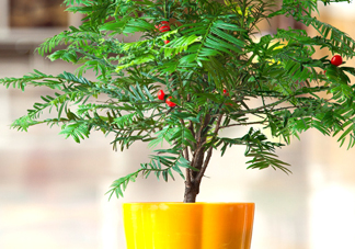 紅豆杉怎么養(yǎng)植？紅豆杉的養(yǎng)殖方法和注意事項