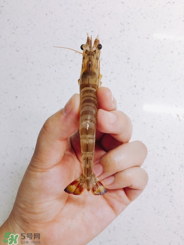 活基圍蝦怎么保存？活基圍蝦怎么處理干凈？