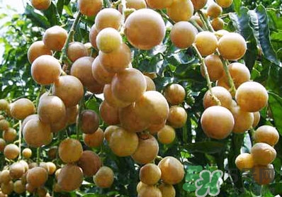 山黃皮就是黃皮果嗎？山黃皮和黃皮果的區(qū)別