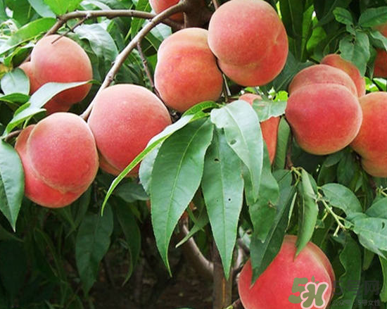 玉米和桃子能一起吃？桃子可以和玉米一起吃嗎？