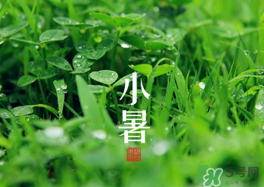 小暑種什么菜？小暑為什么要種牽牛花？