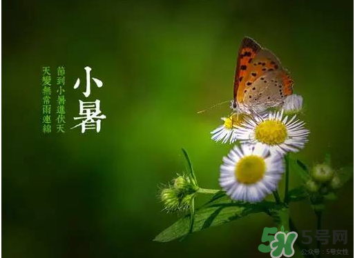 小暑種什么菜？小暑為什么要種牽?；?？