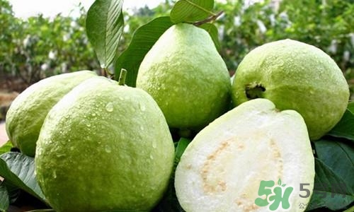 番石榴皮可以吃嗎？番石榴皮的功效與作用