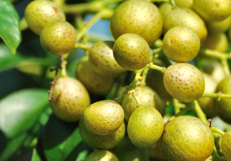 山黃皮怎么做好吃？山黃皮有什么藥用價(jià)值