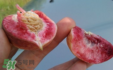 中華血桃什么時候成熟？中華血桃產(chǎn)地在哪兒