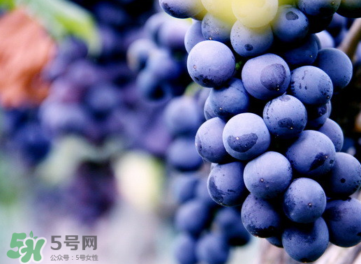 夏黑葡萄幾月成熟？夏黑葡萄幾月份上市？