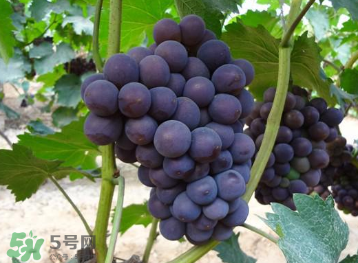 夏黑葡萄多少錢一斤？夏黑葡萄怎么挑選？