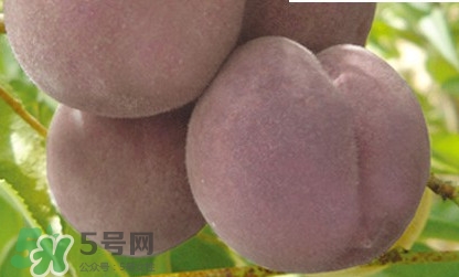 黑桃是什么水果？吃黑桃有什么好處？