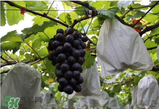 夏黑葡萄怎么洗？夏黑葡萄怎么洗才干凈？