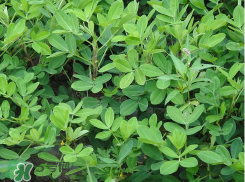 七月份可以種花生嗎？花生七月份可以種植嗎？