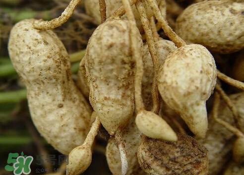 七月份可以種花生嗎？花生七月份可以種植嗎？