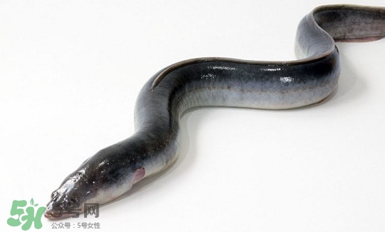鰻魚有刺嗎？鰻魚有鱗嗎？
