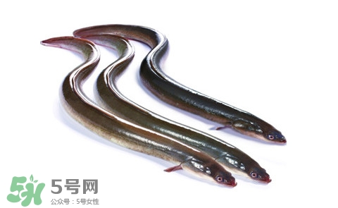 海鰻和河鰻哪個(gè)好吃？如何區(qū)分河鰻與海鰻