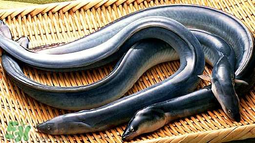 鰻魚有刺嗎？鰻魚有鱗嗎？