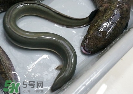 鰻魚多少錢一斤？野生鰻魚多少錢一斤