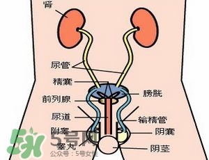 腎結(jié)石怎么治最好？腎結(jié)石的醫(yī)治方法