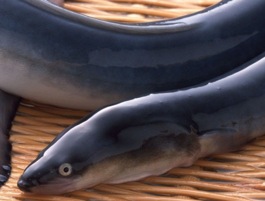鰻魚是帶魚嗎？鰻魚和帶魚有什么區(qū)別