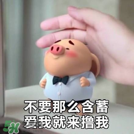 豬小屁表情包是什么？豬小屁表情包為什么這么火？