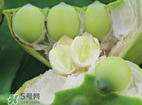 蓮蓬可以泡水喝嗎？蓮蓬泡水的功效與作用