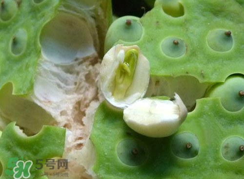 蓮蓬可以泡水喝嗎？蓮蓬泡水的功效與作用