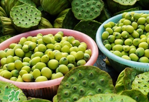 吃蓮蓬長(zhǎng)胖嗎？吃蓮蓬會(huì)胖嗎？
