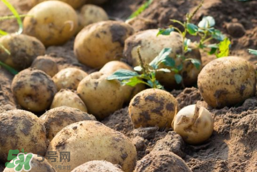 7月份能種土豆嗎？土豆7月怎樣種植？