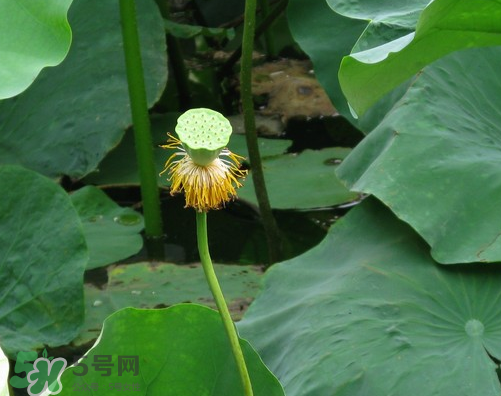 蓮蓬是什么樣子？蓮蓬是怎么長(zhǎng)出來的？