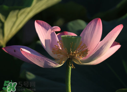 蓮蓬是什么樣子？蓮蓬是怎么長(zhǎng)出來的？