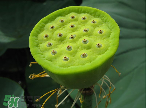 蓮蓬是什么樣子？蓮蓬是怎么長(zhǎng)出來的？