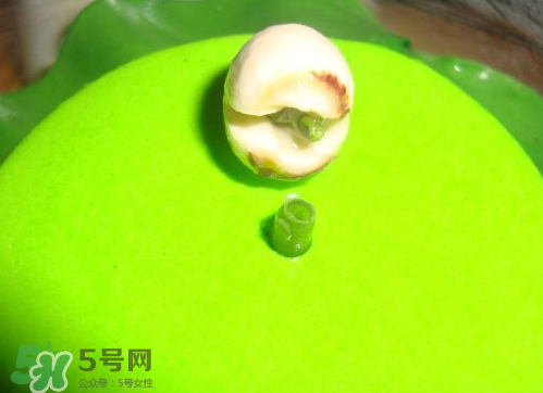 新鮮蓮子可以種嗎？新鮮蓮子能種出荷花嗎？