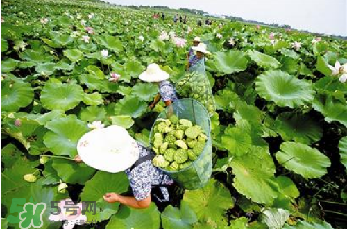 新鮮蓮子可以種嗎？新鮮蓮子能種出荷花嗎？
