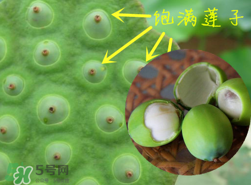 新鮮蓮子有什么功效？新鮮蓮子一次吃多少？