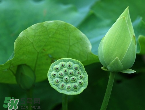 新鮮蓮蓬可以去胎毒嗎？蓮蓬煮水可以去胎毒嗎？