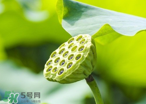 新鮮蓮蓬可以去胎毒嗎？蓮蓬煮水可以去胎毒嗎？
