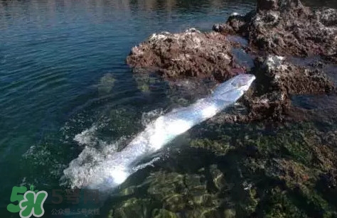 皇帶魚(yú)吃什么？皇帶魚(yú)吃人嗎？