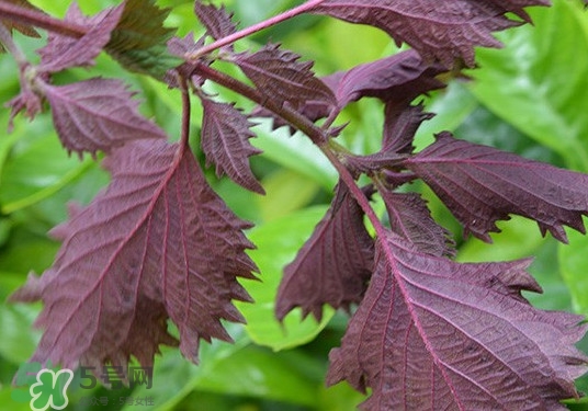 紫蘇是什么植物？紫蘇是發(fā)物嗎？